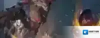 冰原守卫者凛风